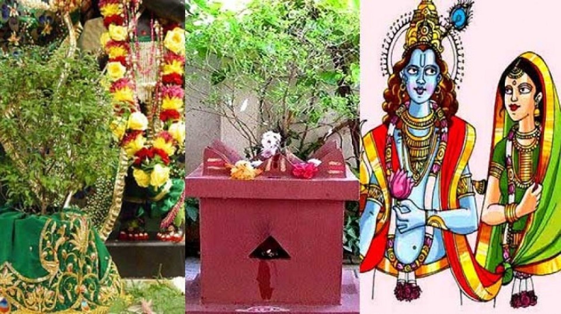 आज हरि बोधिनी एकादशीः तुलसी र दामोदरको विवाह गरिँदै